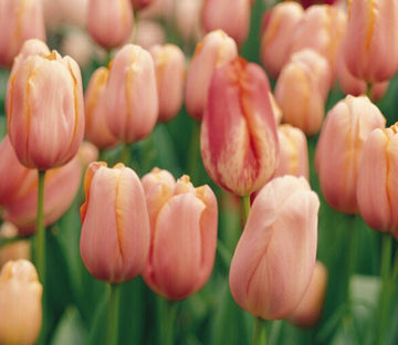 Pink Tulips Field Wallpaper AJ Wallpaper 