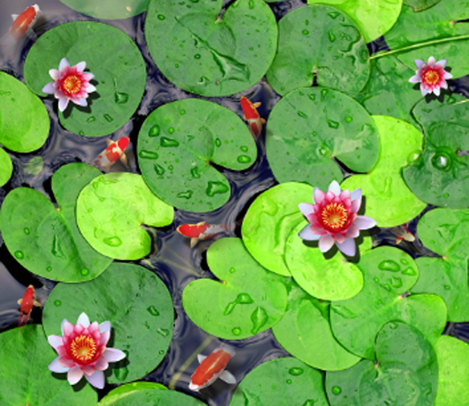 3D Water Lily Pond Floor Mural Wallpaper AJ Wallpaper 2 