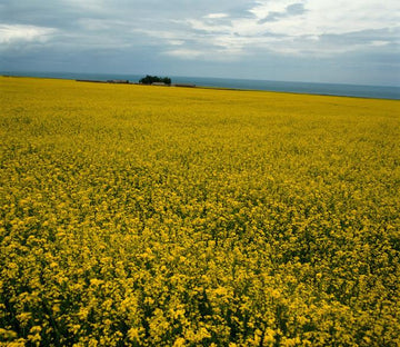 Boundless Rape Flower Fields Wallpaper AJ Wallpaper 