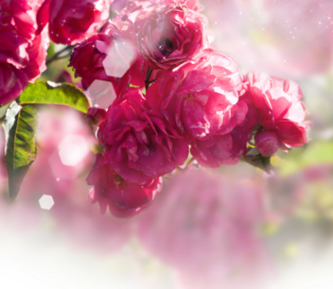 Charming Red Flowers Wallpaper AJ Wallpaper 