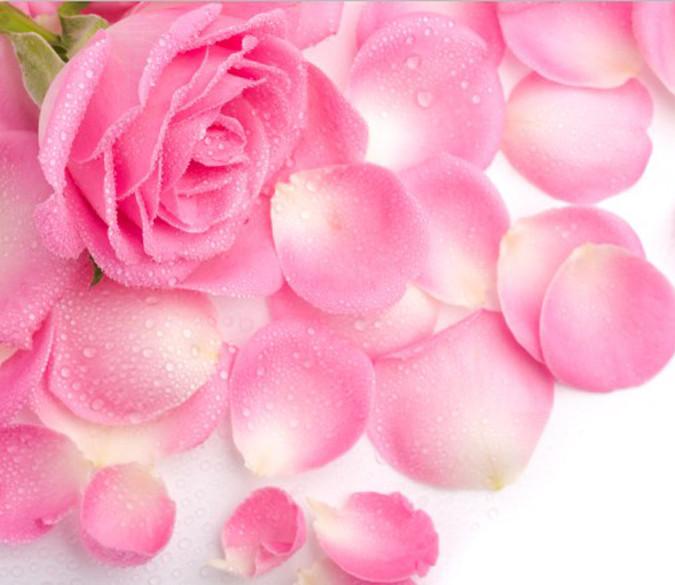 Romantic Pink Roses Wallpaper AJ Wallpaper 