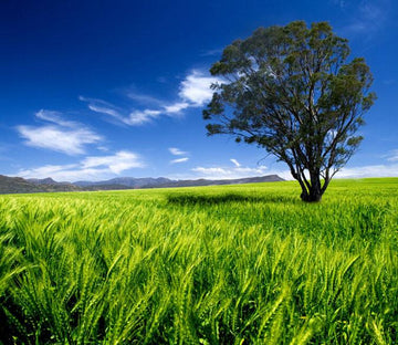 Green Wheat Field Wallpaper AJ Wallpaper 