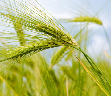 Green Wheat Wallpaper AJ Wallpaper 