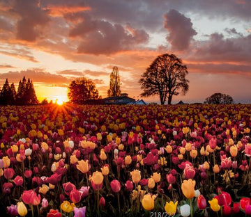 Beautiful Tulips Fields Wallpaper AJ Wallpaper 