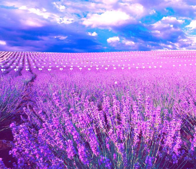 Purple Fields Wallpaper AJ Wallpaper 