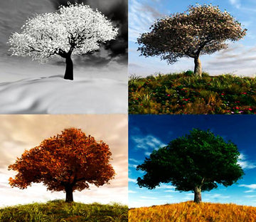 Four Seasons Tree Wallpaper AJ Wallpaper 