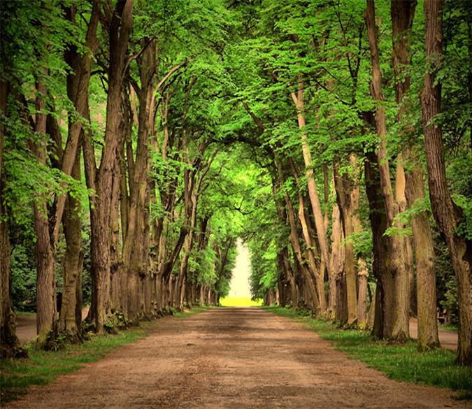 3D Forest Trees Path 044 Wallpaper AJ Wallpaper 