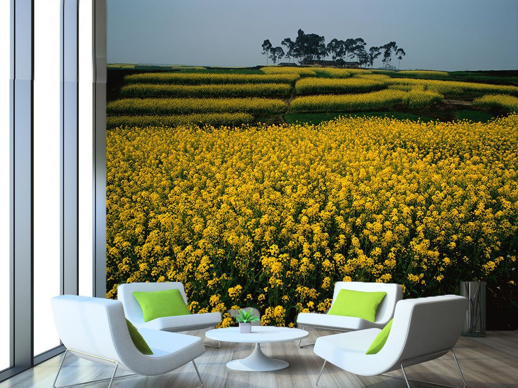 Rape Flowers Fields 5 Wallpaper AJ Wallpaper 