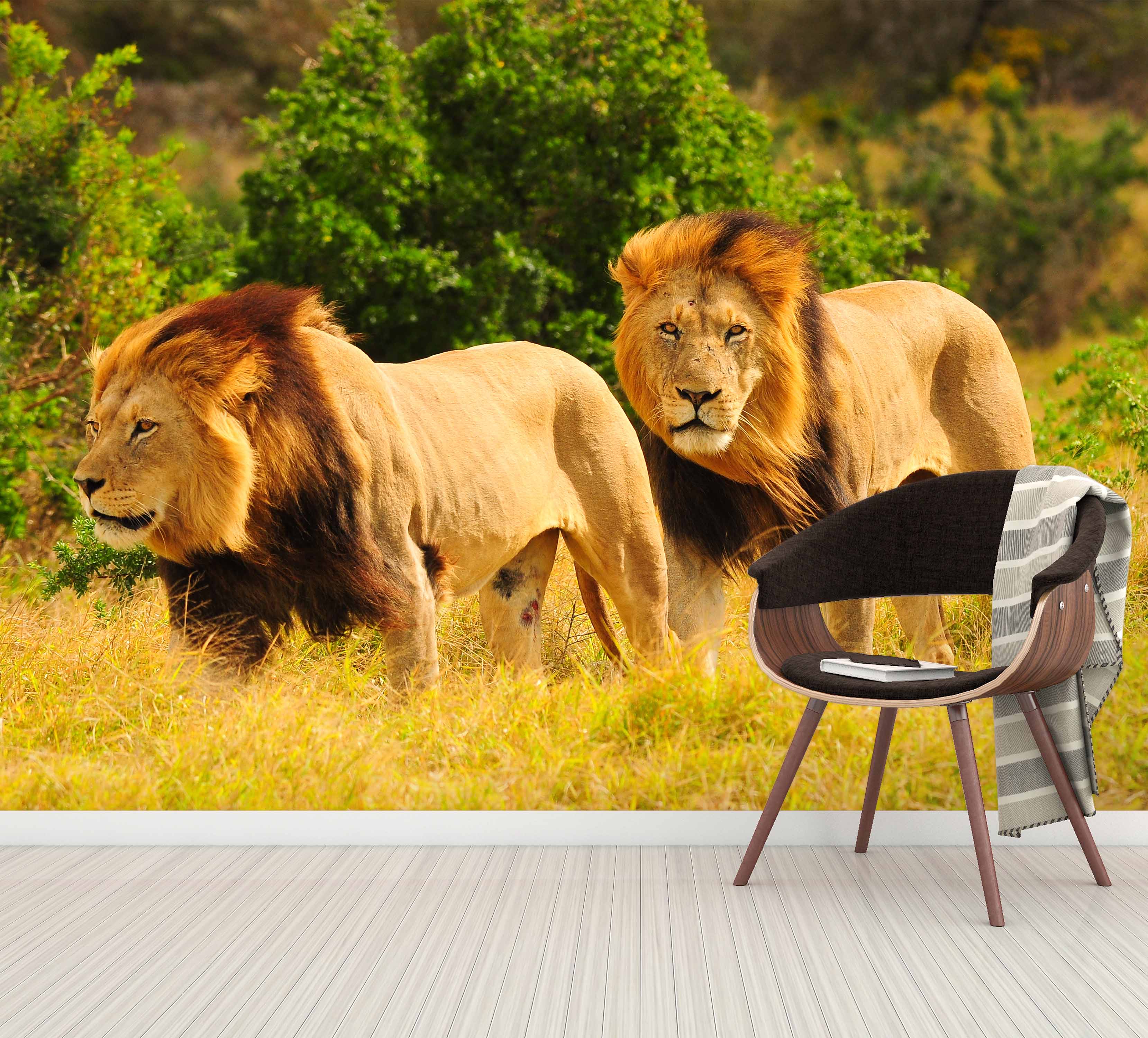 3D African Lion 367 Wall Murals