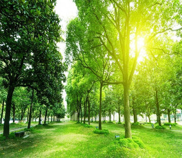 3D Sunshine Forest 34 Wallpaper AJ Wallpaper 