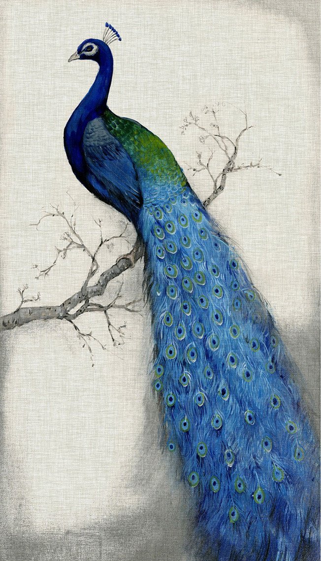 3d peacock wallpapers