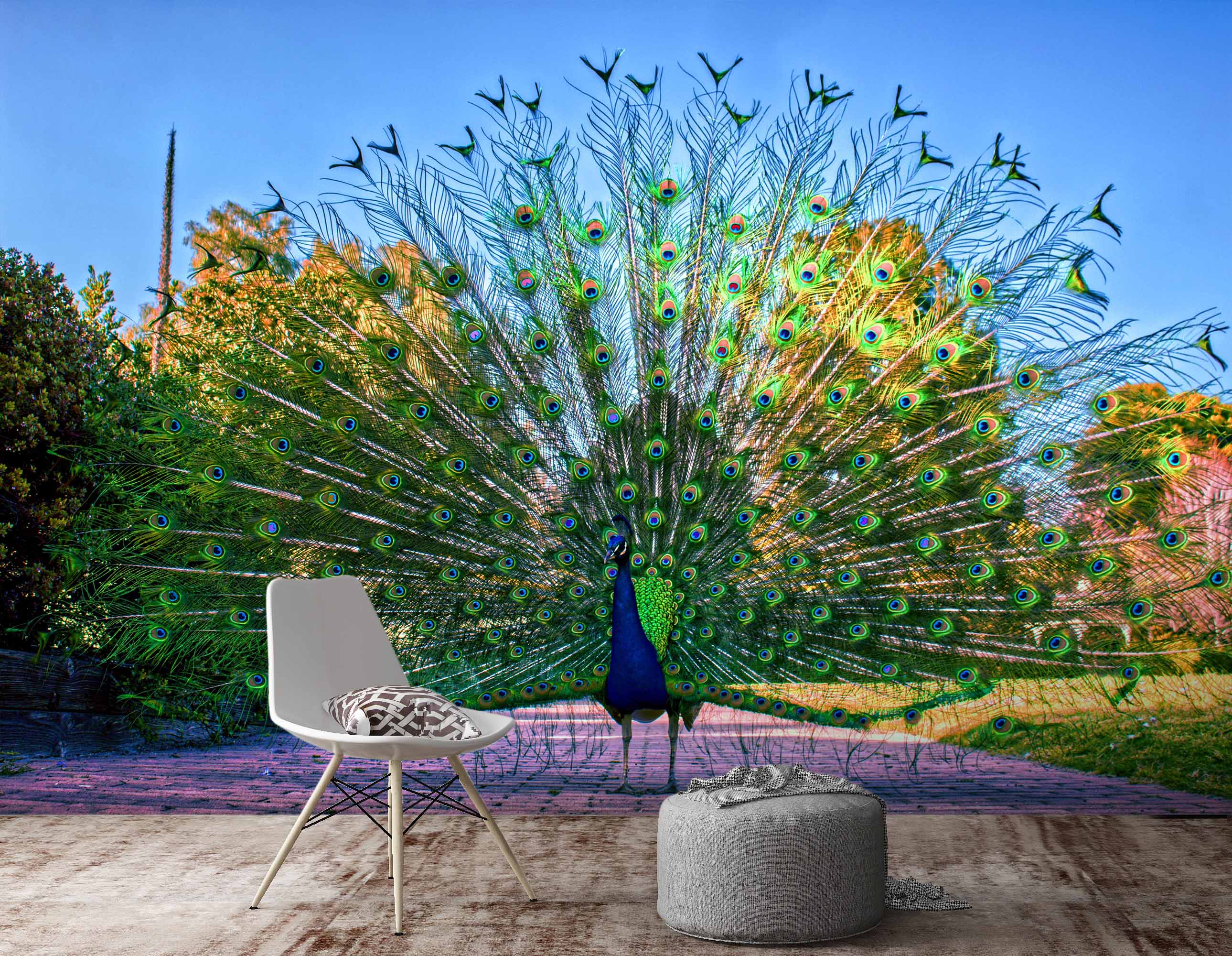 3D Peacock Opening 411 Wall Murals