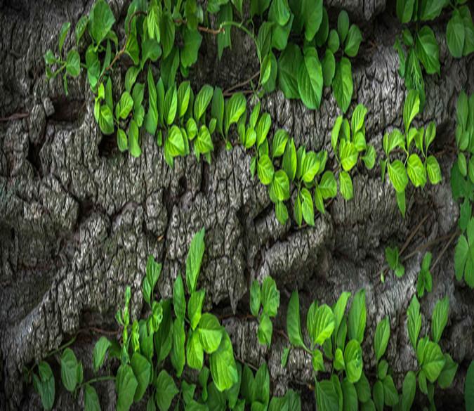 3D Green Tree Leaves 989 Wallpaper AJ Wallpaper 