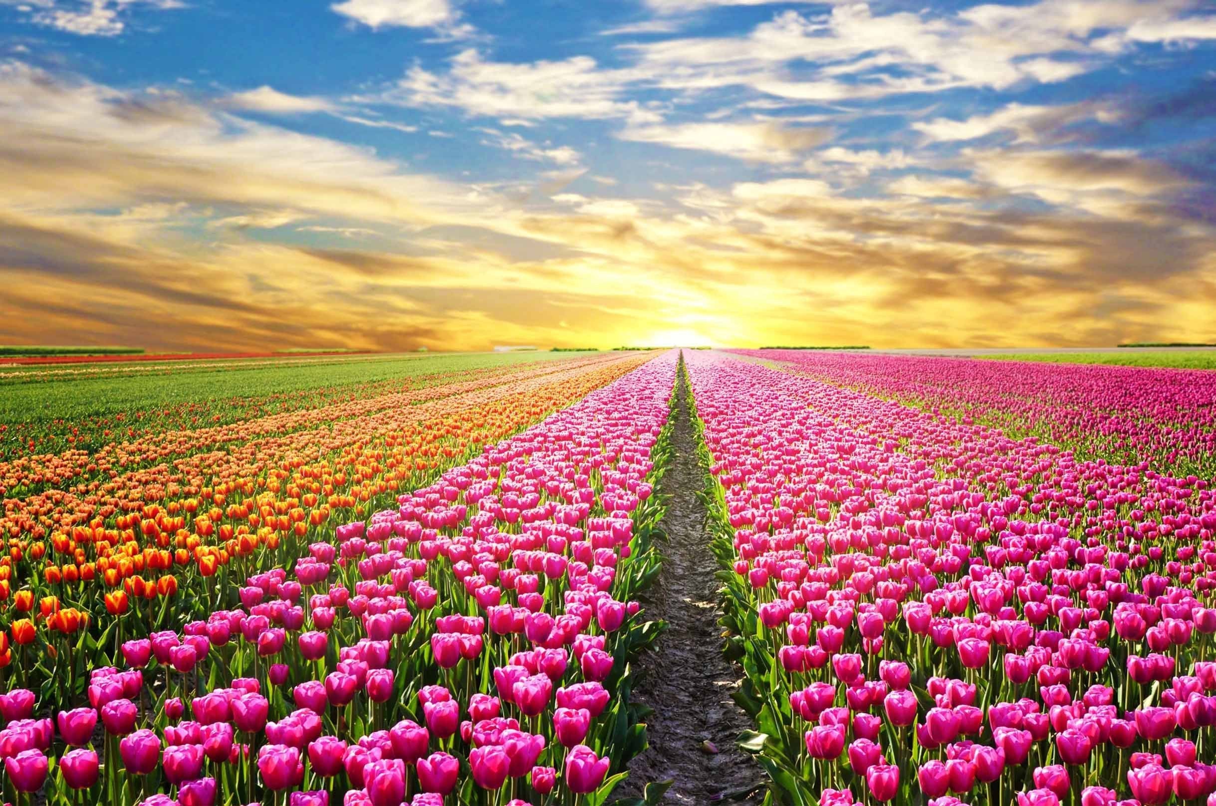 3D Flowers Field Sunset 513 Kitchen Mat Floor Mural Wallpaper AJ Wallpaper 