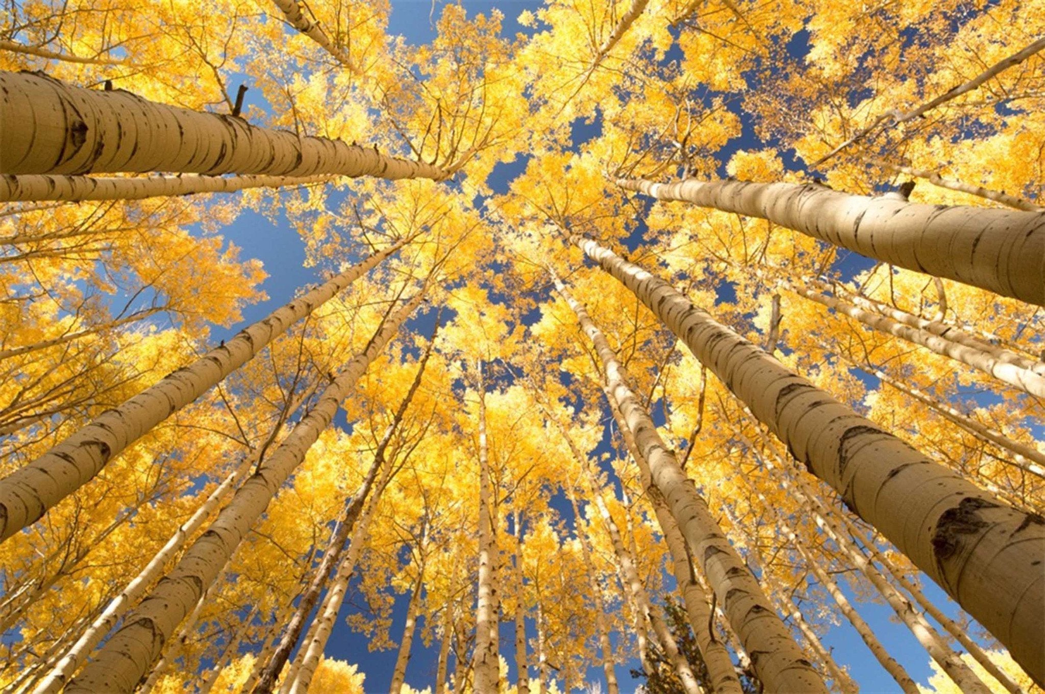 Tall Yellow Trees Wallpaper AJ Wallpaper 