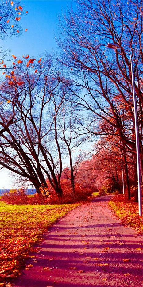 3D roadside withered trees door mural Wallpaper AJ Wallpaper 