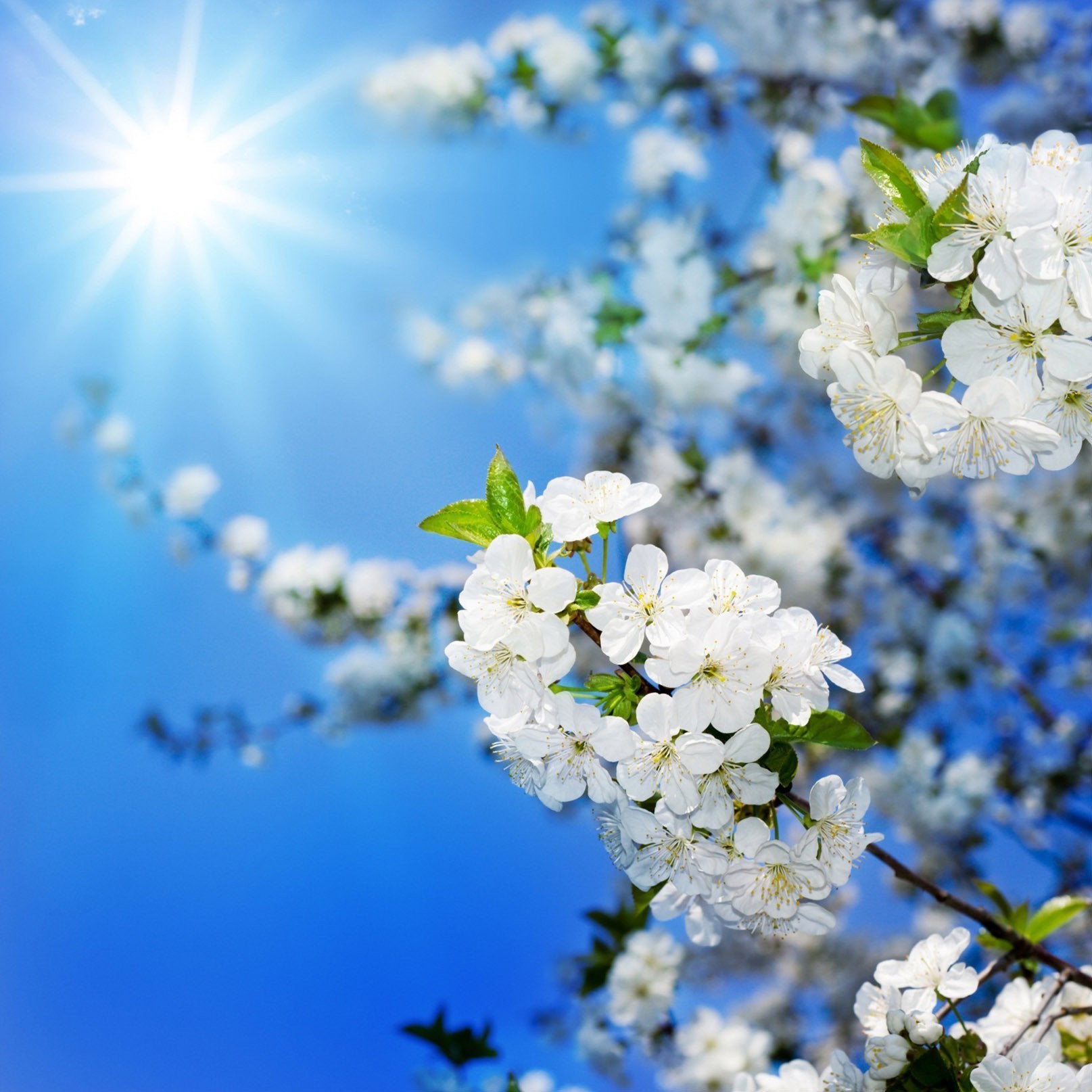 Sunny Sky Flowers Wallpaper AJ Wallpaper 