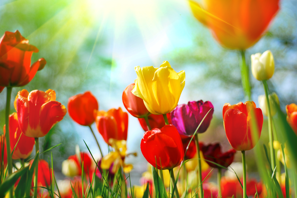 Colorful Tulips Wallpaper AJ Wallpaper 