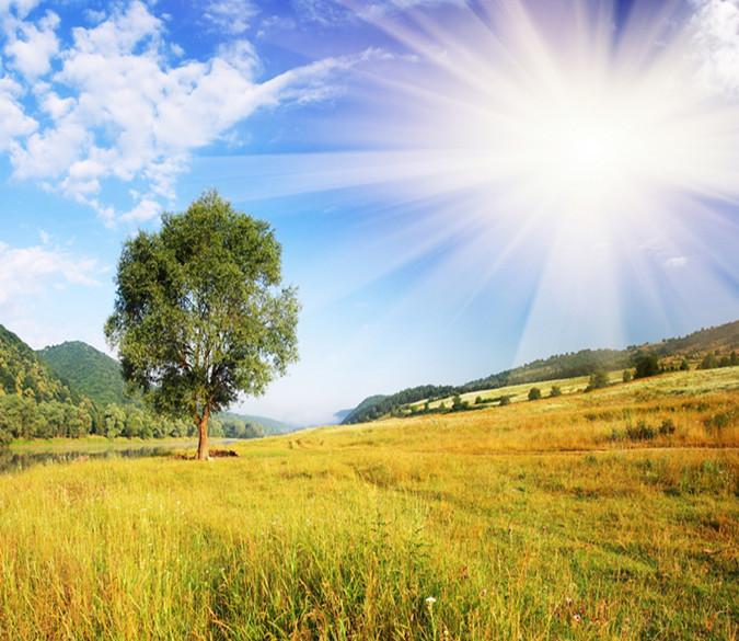 3D Sunshine Wild Tree Grassland 76 Wallpaper AJ Wallpaper 