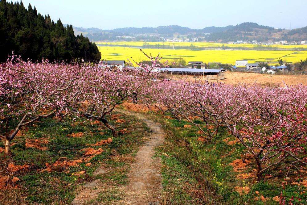 Blooming Peach Trees Wallpaper AJ Wallpaper 