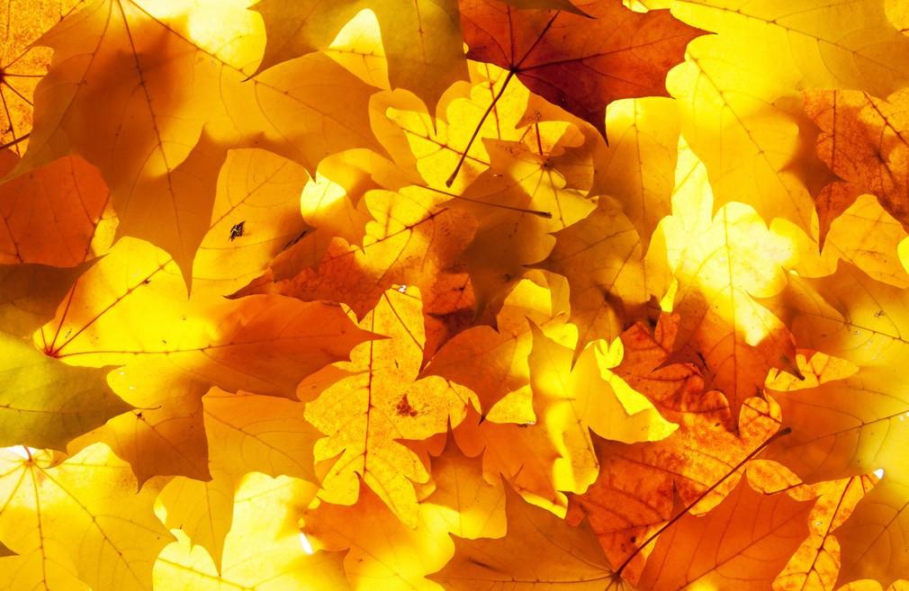 Golden Leaves Wallpaper AJ Wallpaper 