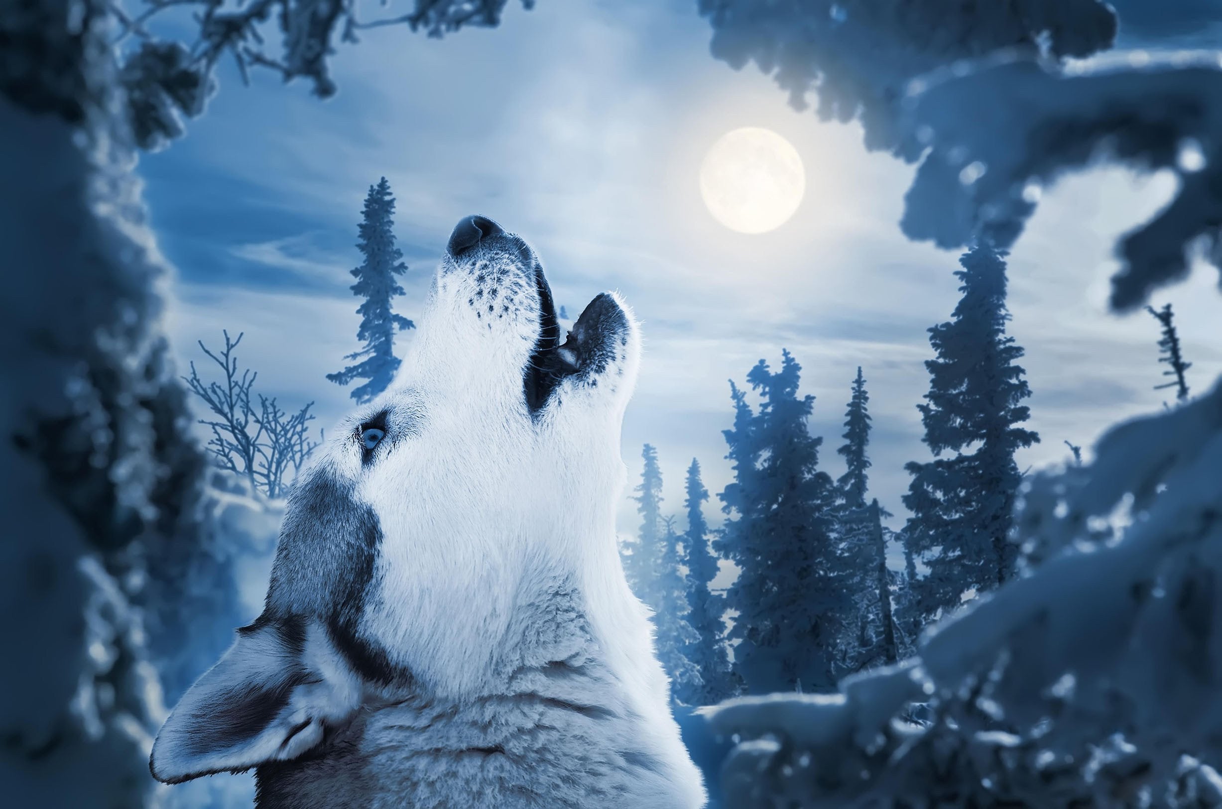 3D Forest Wolf Bright Moon 641 Kitchen Mat Floor Mural Wallpaper AJ Wallpaper 