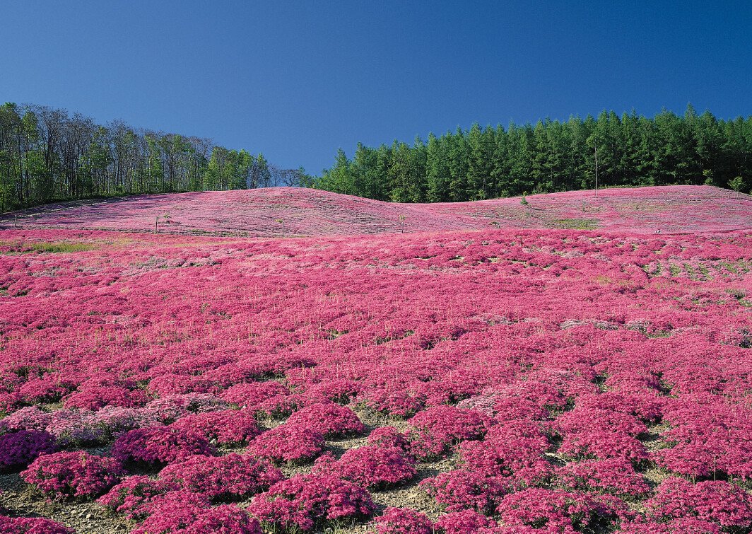 Pink Flowers Fields Wallpaper AJ Wallpaper 2 