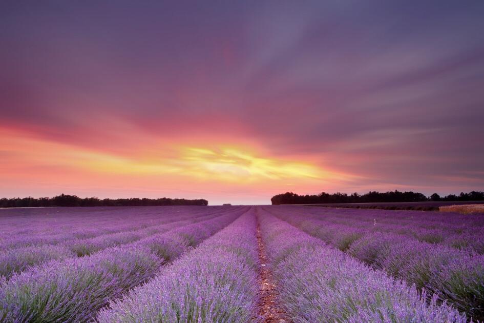 Lavender Fields Sunset Wallpaper AJ Wallpaper 2 