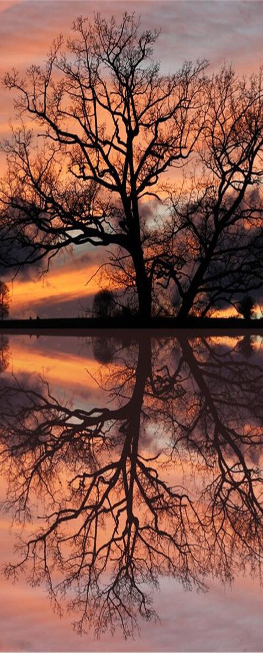 3D reflection of the water tree door mura Wallpaper AJ Wallpaper 