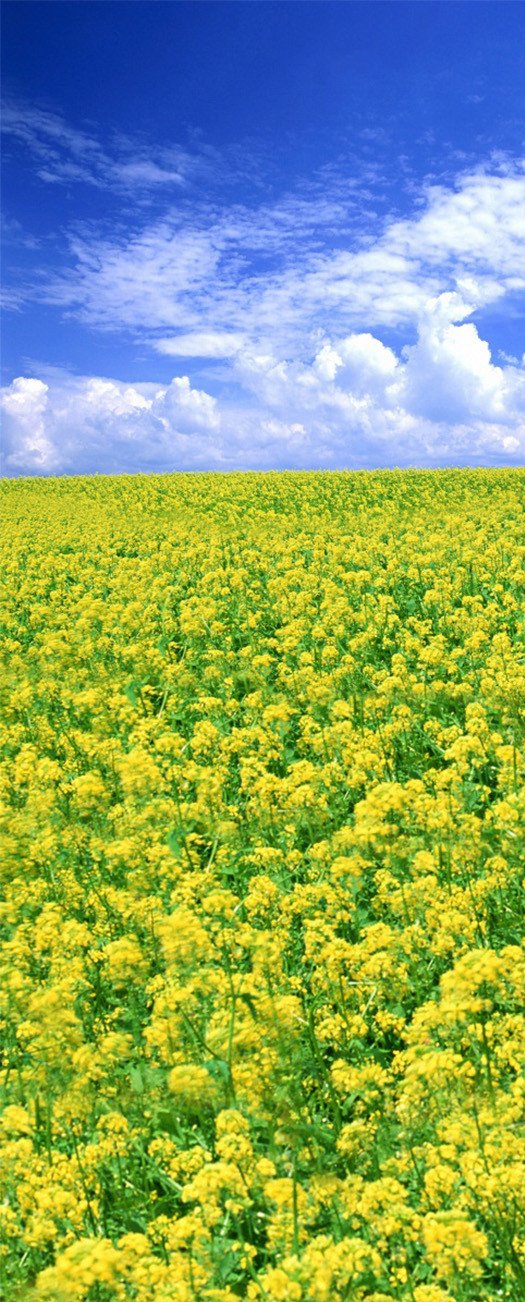 3D yellow rape field door mural Wallpaper AJ Wallpaper 