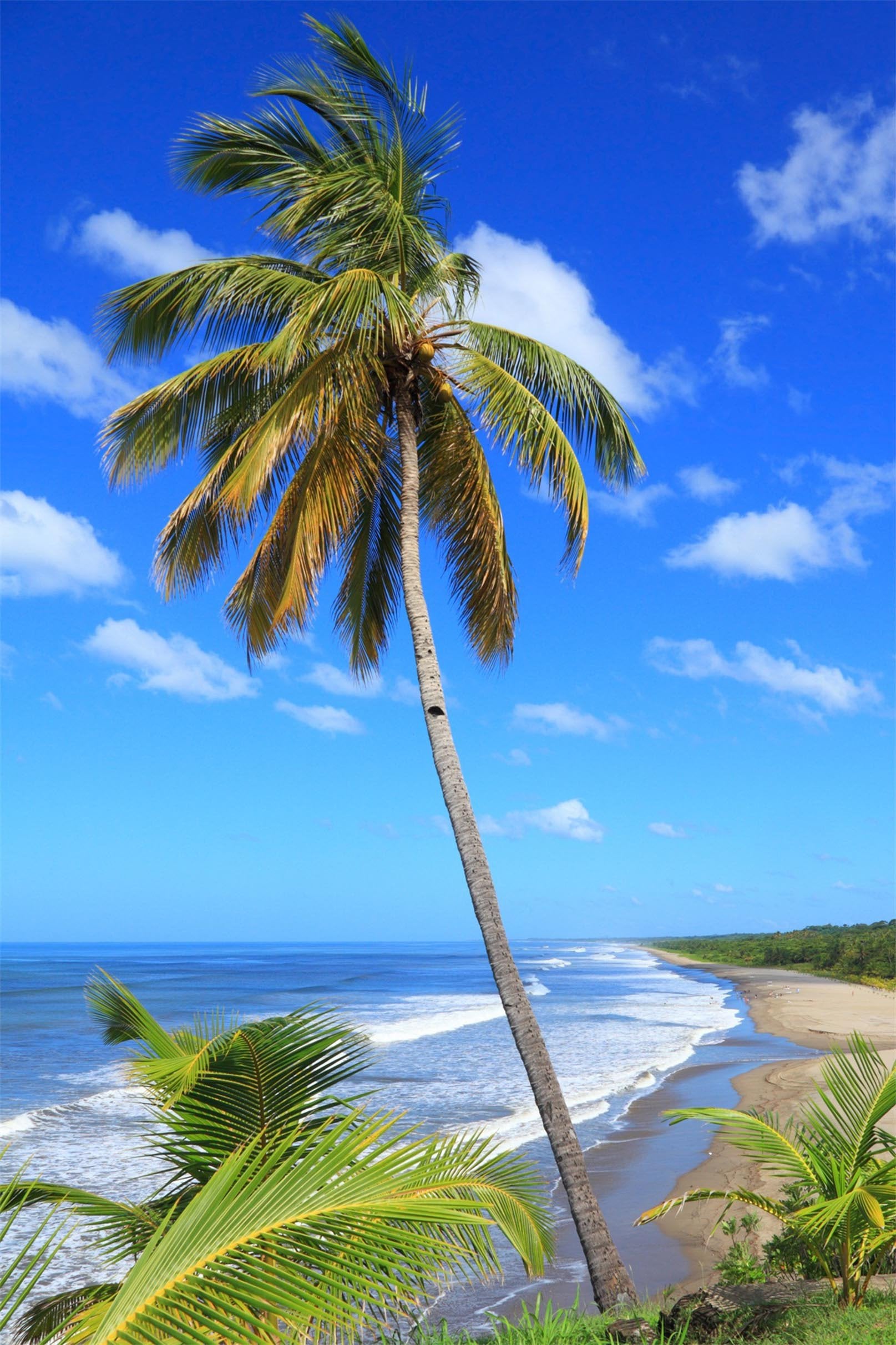 3D Seaside Coconut Trees 782 Stair Risers Wallpaper AJ Wallpaper 