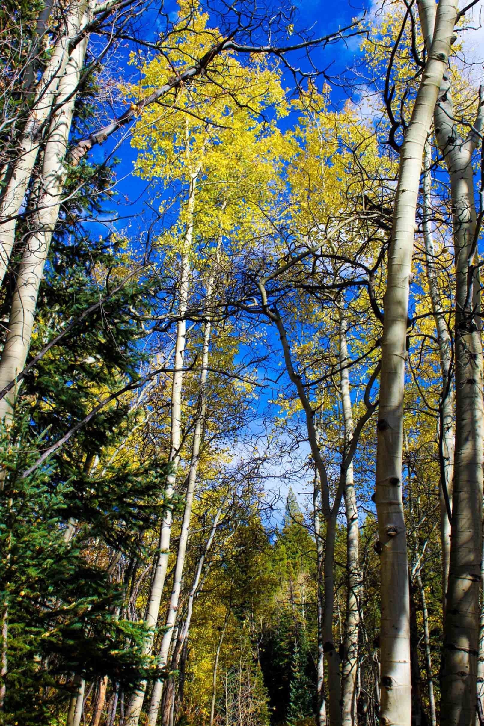 3D Forest Blue Sky 1585 Stair Risers Wallpaper AJ Wallpaper 