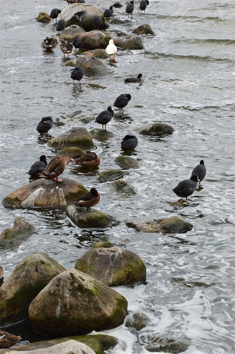 3D River Stones And Birds 397 Stair Risers Wallpaper AJ Wallpaper 