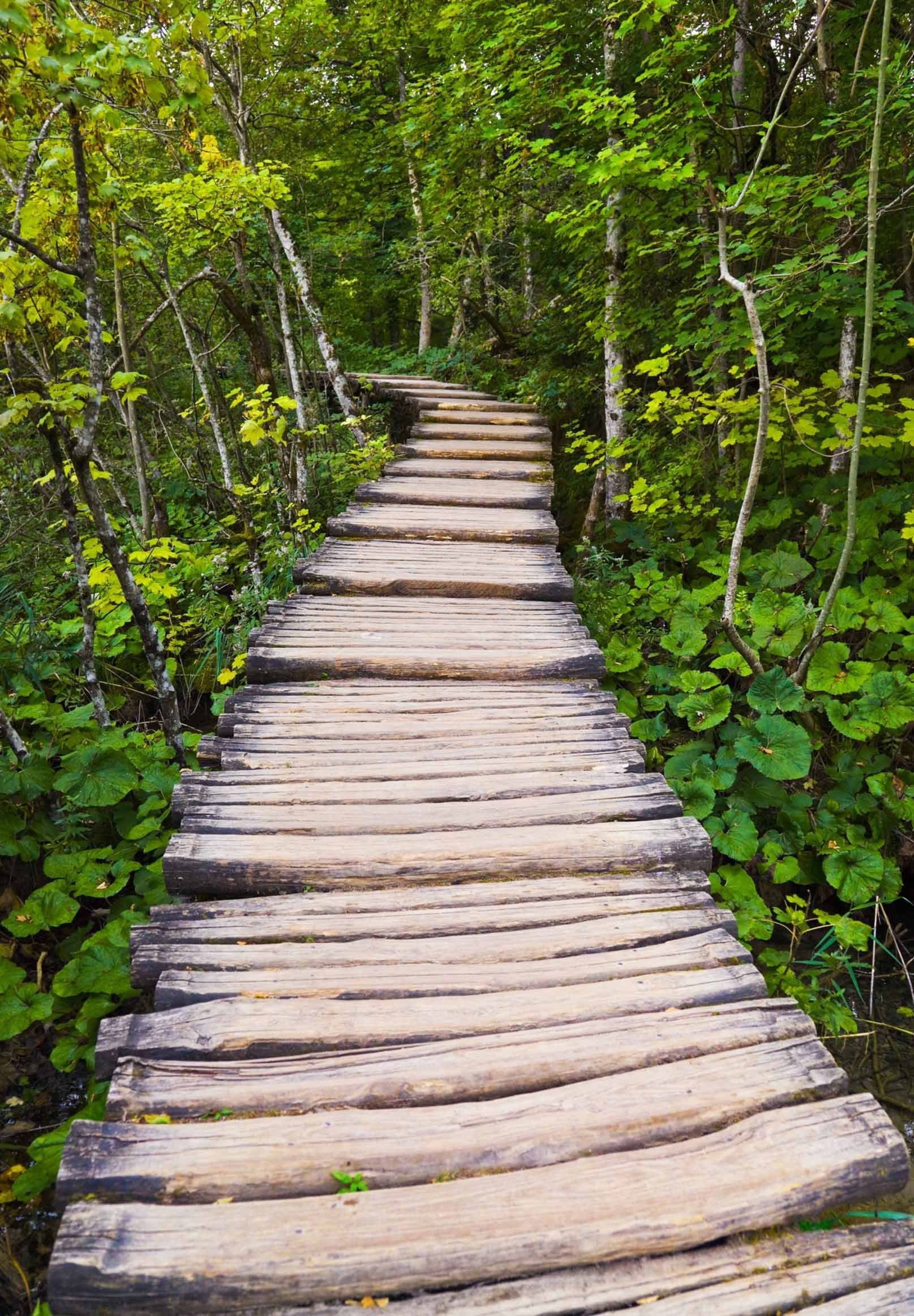 3D Forest Wood Path 1439 Stair Risers Wallpaper AJ Wallpaper 