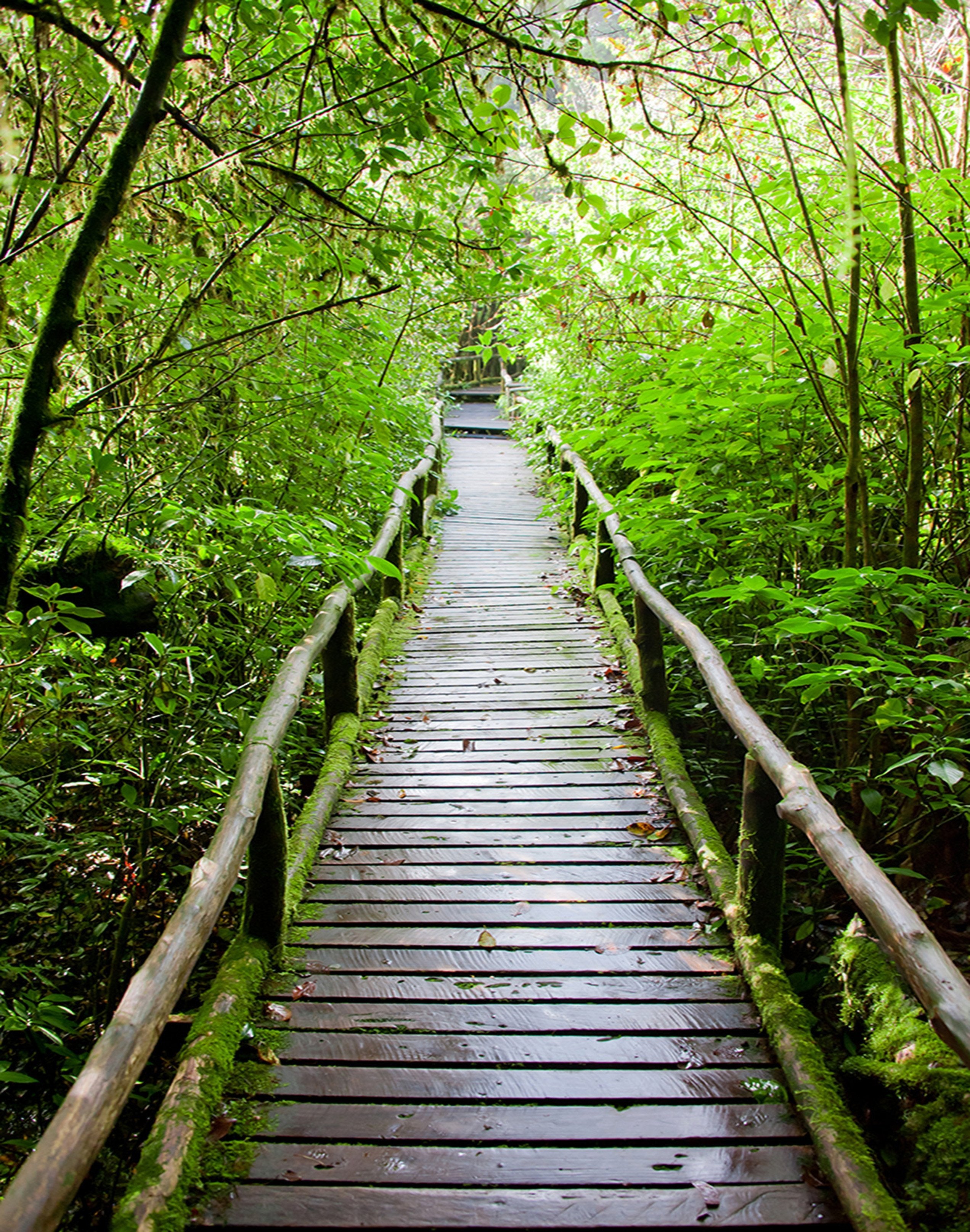 3D Wood Bridge Green Trees 1535 Stair Risers Wallpaper AJ Wallpaper 