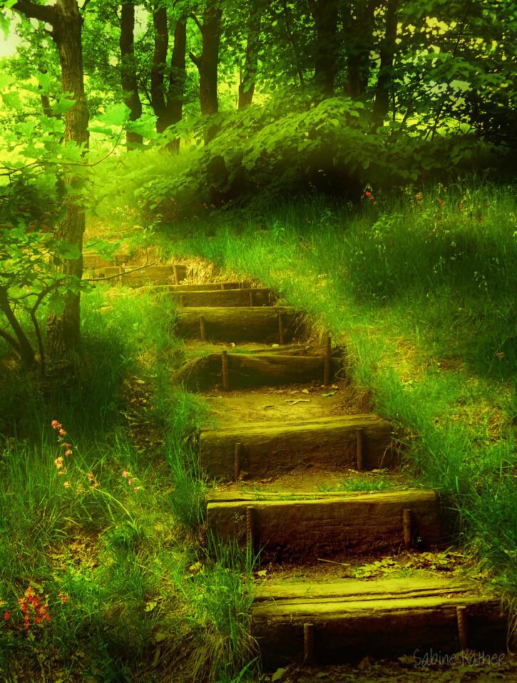 Forest Stone Steps 2 Wallpaper AJ Wallpaper 