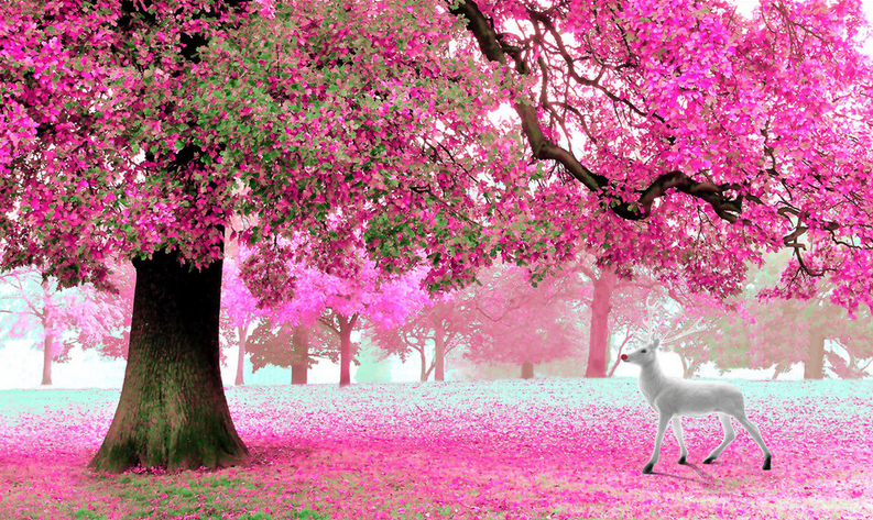 Beautiful Blooming Trees Wallpaper AJ Wallpaper 