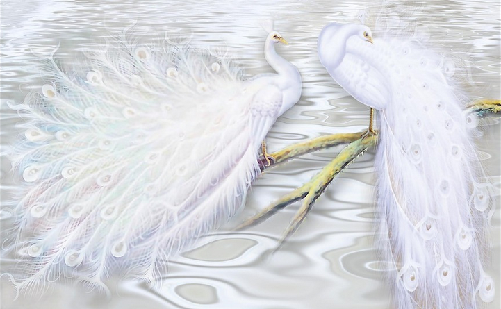 Beautiful White Peacocks Wallpaper AJ Wallpaper 