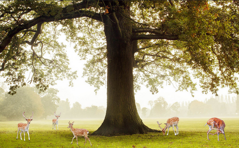 Under Tree Elks Wallpaper AJ Wallpaper 