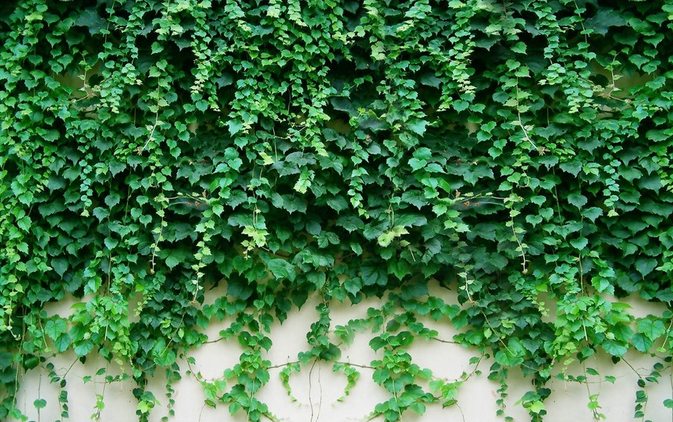 Green Ivies Wallpaper AJ Wallpaper 