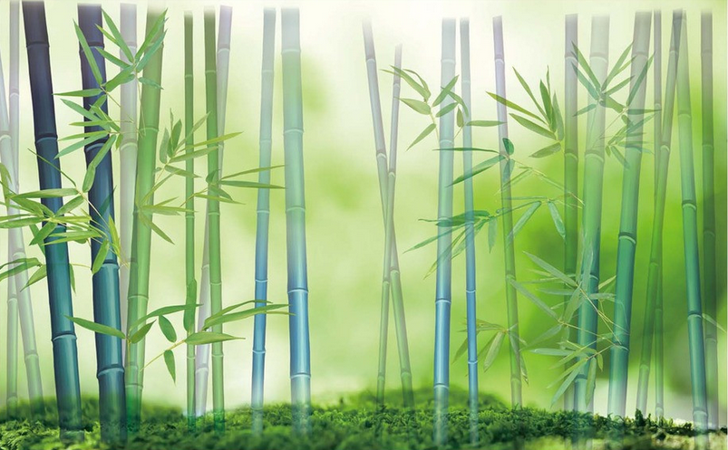 Beautiful Bamboos Wallpaper AJ Wallpaper 