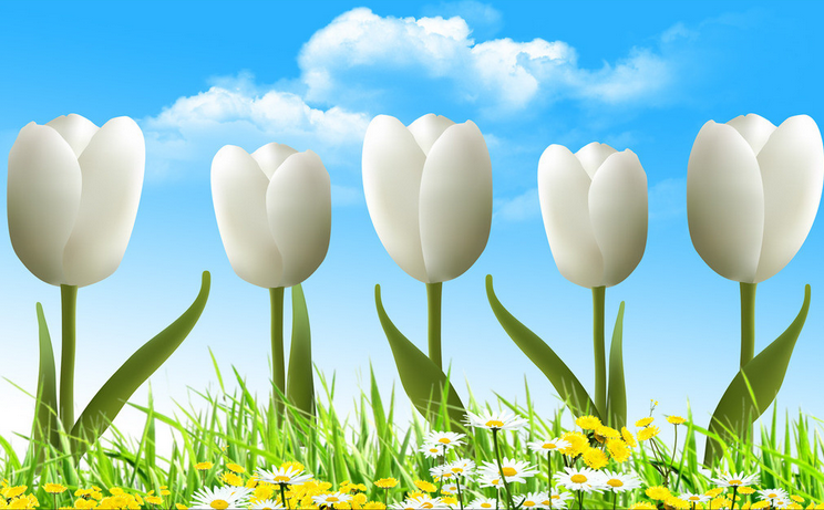 Five Fresh Tulips Wallpaper AJ Wallpaper 