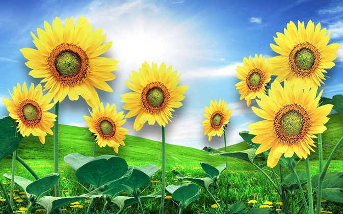 Lawn Sunflowers Wallpaper AJ Wallpaper 