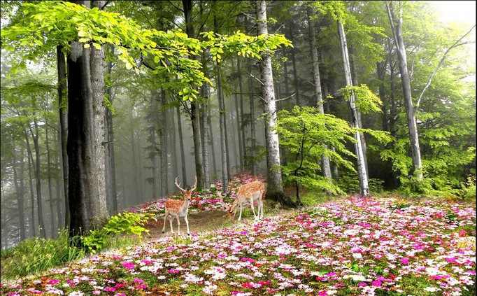 Forest Flowers Elks Wallpaper AJ Wallpaper 