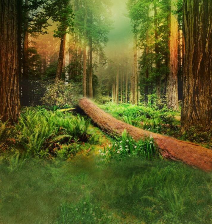 3D Forest Big Trees 207 Garage Door Mural Wallpaper AJ Wallpaper 