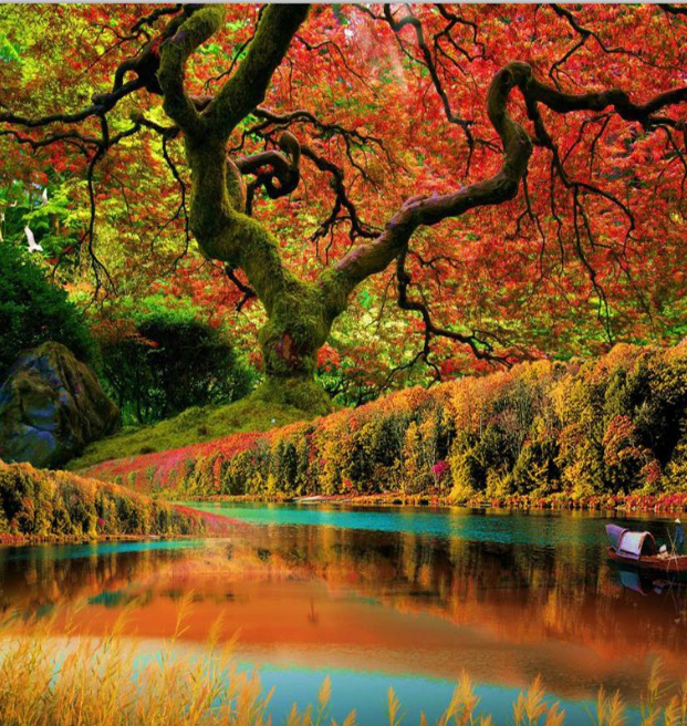 3D River Pretty Tree 1142 Curtains Drapes Wallpaper AJ Wallpaper 