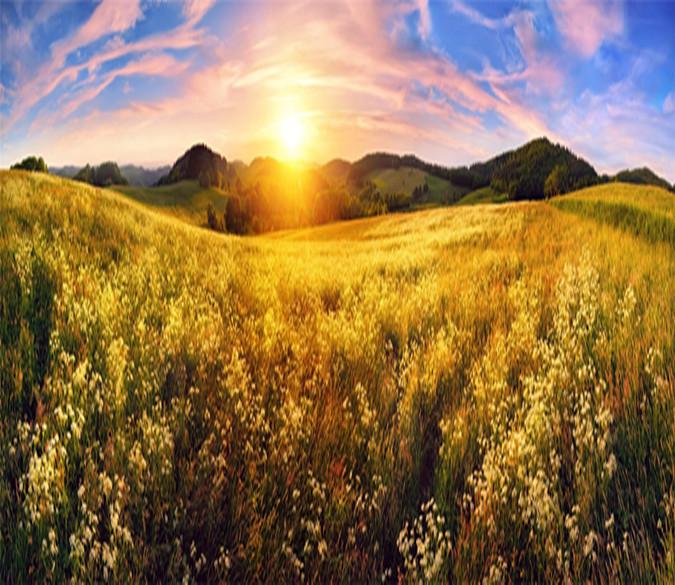 3D Sunshine Wheat Fields 77 Wallpaper AJ Wallpaper 2 