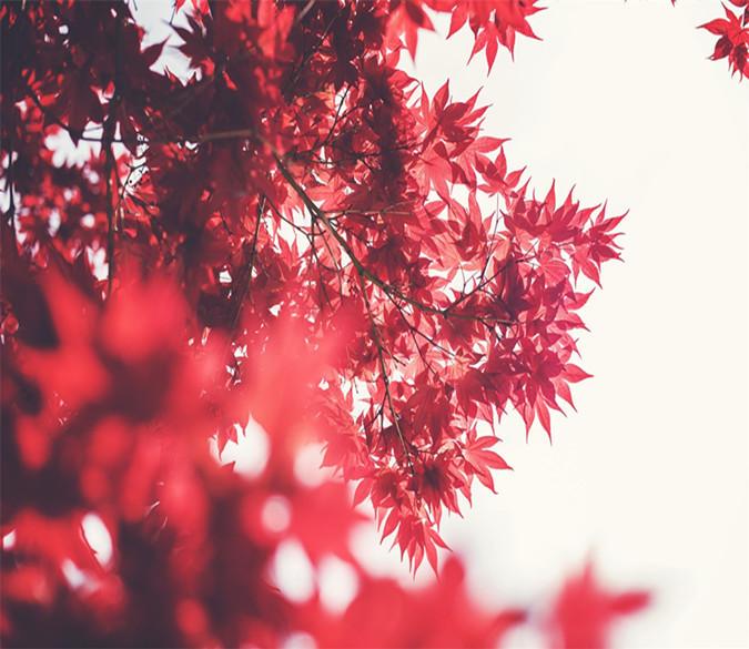 3D Red Maple Leaves 87 Wallpaper AJ Wallpaper 2 