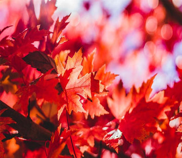 3D Fresh Red Maple 876 Wallpaper AJ Wallpaper 