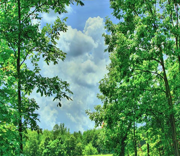 3D Green Tree Sky Blue 028 Wallpaper AJ Wallpaper 